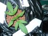 Day 17 from Seed 013.jpg