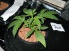 Day 17 from Seed 015.jpg