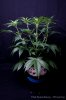 cannabis-spacedawg1-d7-2920.jpg