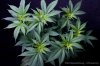 cannabis-spacedawg1-d7-2926.jpg