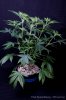cannabis-spacedawg3-d7-2941.jpg