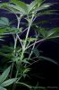 cannabis-spacedawg3-d7-2942.jpg