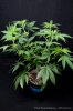 cannabis-spacedawg5-d7-2955.jpg