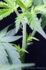 cannabis-spacedawg5-d7-2966.jpg