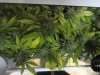 June 18, 2012 Afghan and Strawberry cough 037.jpg