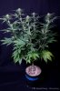 cannabis-spacedawg1-d17-3040.jpg