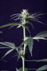 cannabis-spacedawg4-d17-3052.jpg