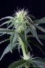 cannabis-spacedawg4-d17-3057.jpg