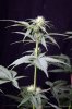 cannabis-spacedawg5-d17-3061.jpg