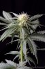 cannabis-spacedawg5-d17-3063.jpg