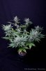 cannabis-spacedawg1-d51-4237.jpg