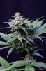 cannabis-spacedawg1-d51-4243.jpg