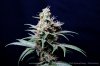 cannabis-spacedawg3-d51-4265.jpg