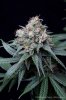 cannabis-spacedawg4-d51-4272.jpg