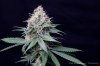 cannabis-spacedawg4-d51-4278.jpg