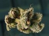 marijuana-seeds-5.jpg