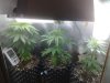New Seeds Day45 - top.jpg
