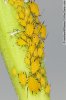 oleander-aphids-AWIN081708-154.jpg