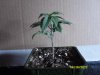 new plants 001.jpg