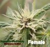 female%20marijuana%20weed%20plant.jpg