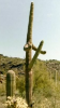 cactus-phallus.png
