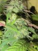 June 18, 2012 Afghan and Strawberry cough 042.jpg
