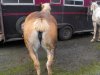 horses ass!.jpg