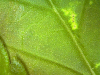 leaf damage 1.png