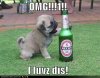 Copy-of-funny-dog-pictures-pug-loves-beer_drunk_animals_drinking_beer_dogs_cats.jpg