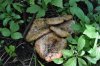 English muffin mushroom.JPG