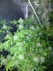 greenthumb2k10-292263-albums-tent-grow-picture2424520-img-1575.jpg