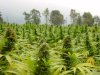crazy-fields-of-cannabis-thcf.jpg