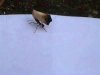 Ant got my roach.jpg