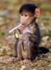 funny-pictures-monkeys-smoking.jpg