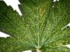 calcium-deficiency-in-marijuana-plants.jpg