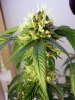Tall Plant - Cola A2 - 130 Days Total - 1mo Flower.jpg