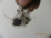 Roots Holding Soil And Going Thru Compost Matter.jpg
