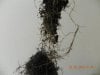 Roots Holding Soil Shaken Lightly 2.jpg