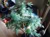 Another 8 Ball Kush. almost ready. 03-04-13.jpg