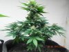 Seedman White Widow #1(F.I.M'd & Lightly LST'd On The Lower Half) From Top To Bottom.jpg
