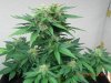 Seedman White Widow #1(F.I.M'd & Lightly LST'd On The Lower Parts) Full Body Close Up.jpg