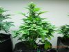 Seedman White Widow #2(Untrained) From Top To Bottom.jpg