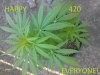 weed101.jpg