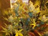 Herb Man Hustling  Week 9 Flowering 029.jpg