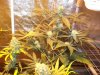 Herb Man Hustling  Week 10 Flowering 030.jpg