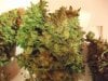 Herb Man Hustling After 11 Weeks Flowering, Cropping, Drying. 043.jpg