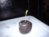 First Sprout 6.jpg