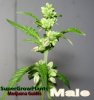 male%20marijuana%20weed%20plant.jpg