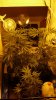 one and a half weeks into flowering ( ISS ) 002.jpg