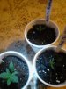 3 seedlings from 1 seed. Jack The Ripper veg. 10-04.jpg
